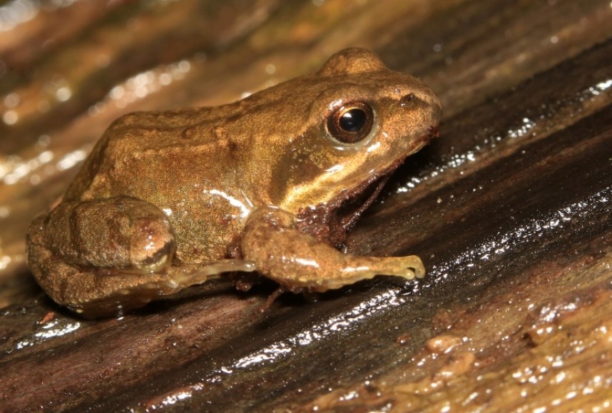  Common Frog © Dan Lombard