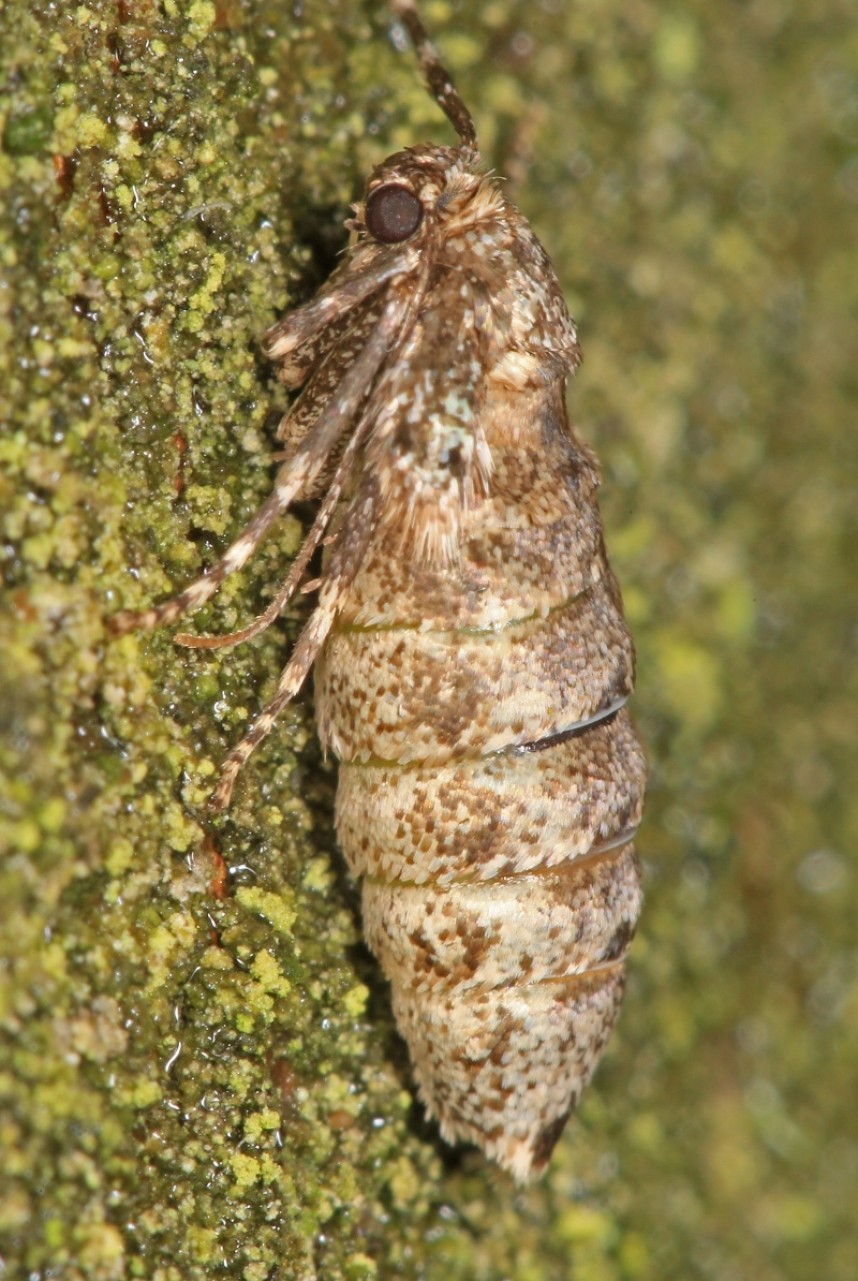  Winter Moth female © Dan Lombard
