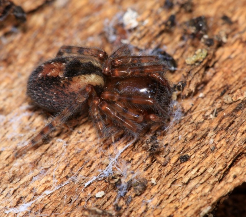  Amaurobius fenestralis spider © Dan Lombard