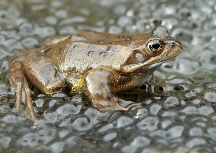 Common Frog and frogspawn © Dan Lombard