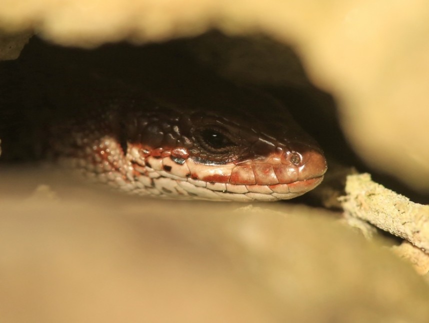 Common Lizard © Dan Lombard