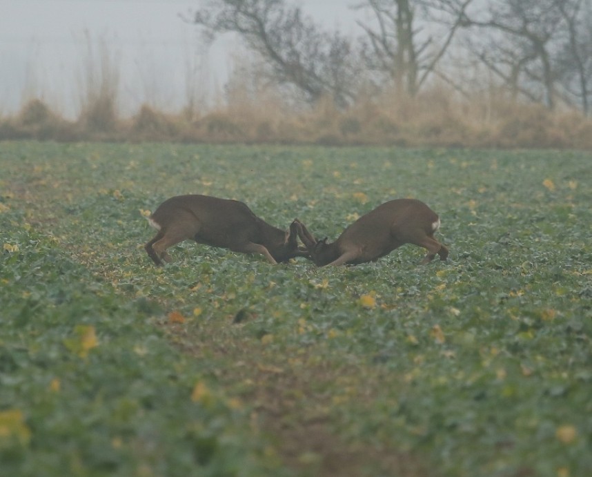  Roe Deer fighting in February © Dan Lombard