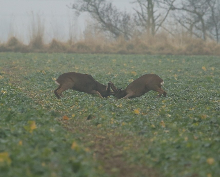 Roe Deer fighting in February © Dan Lombard