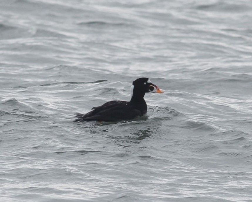 Surf Scoter at Filey © Dave Aitken