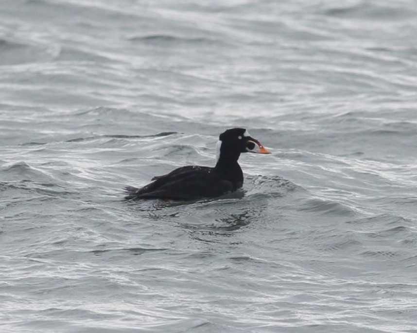  Surf Scoter at Filey © Dave Aitken