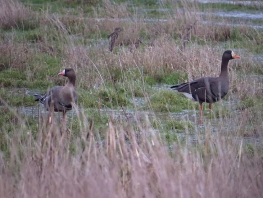  Russian (left) and Greenland (right) White-fronted Geese © Brett Richards
