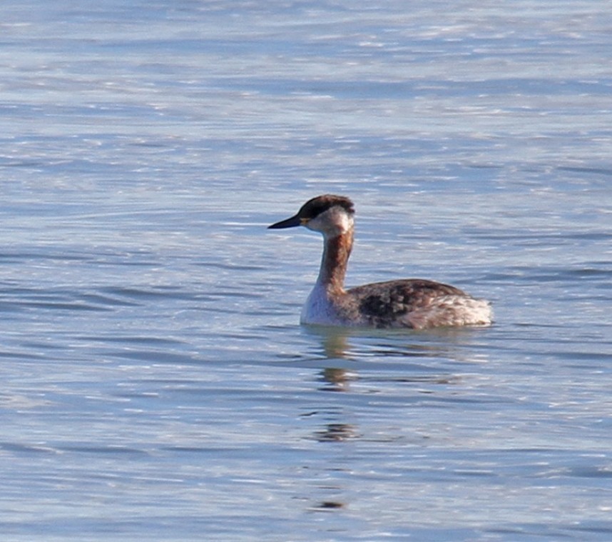 Red-necked Grebe © Lee Johnson