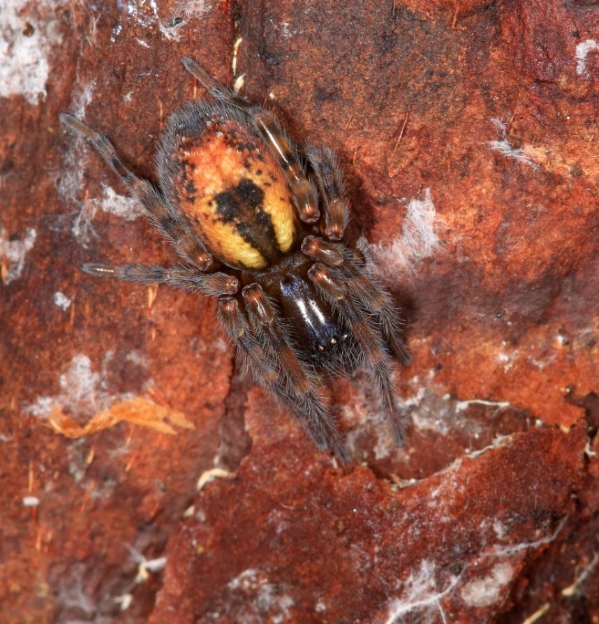 Amaurobius fenestralis, a lace weaver © Dan Lombard
