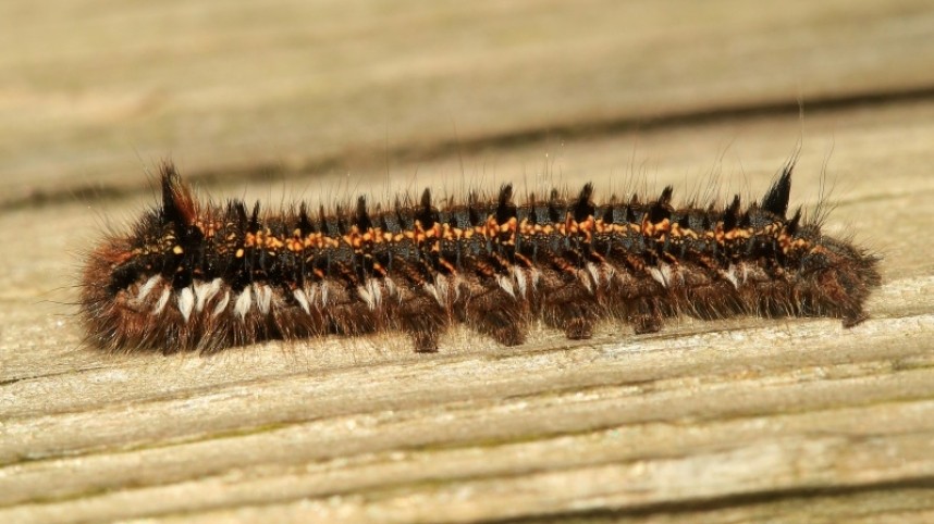  Drinker Moth caterpillar © Dan Lombard
