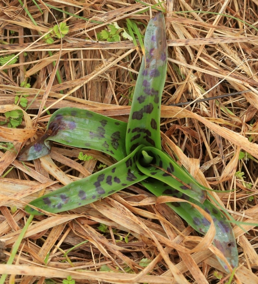 Early Purple Orchid spike © Dan Lombard