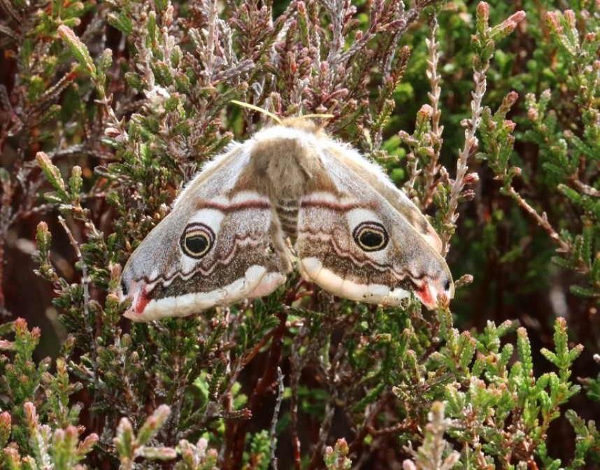  Emperor Moth © Richard Baines