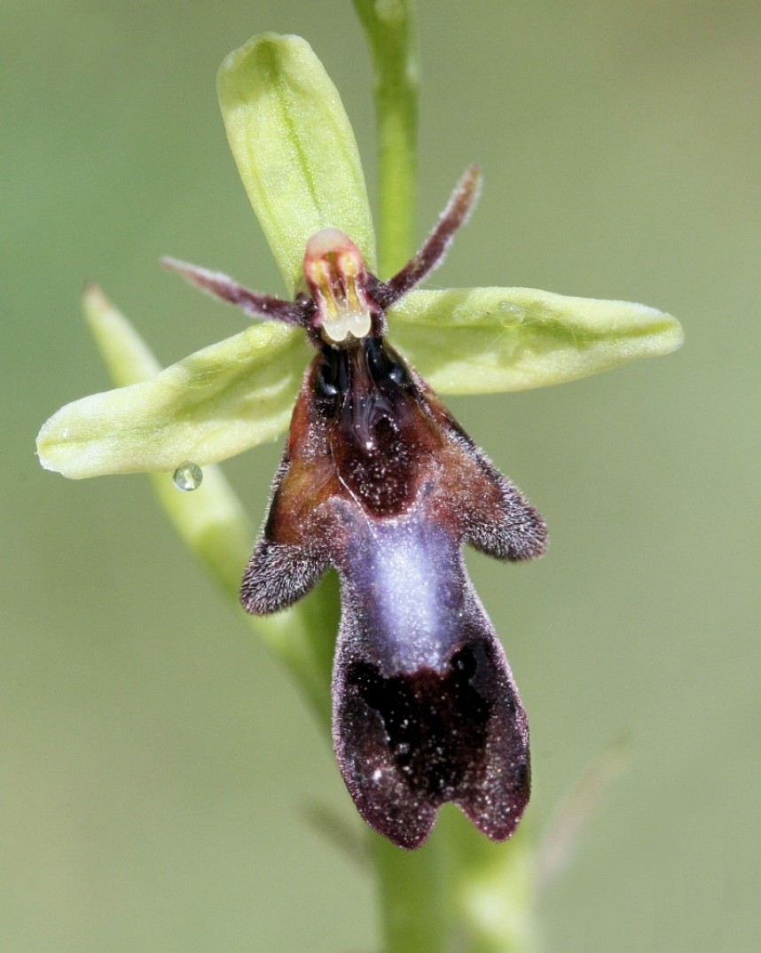  Fly Orchid © Dan Lombard 