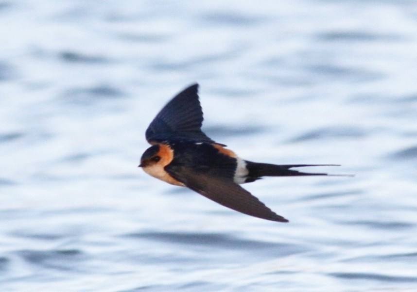  Red-rumped Swallow © Craig Thomas