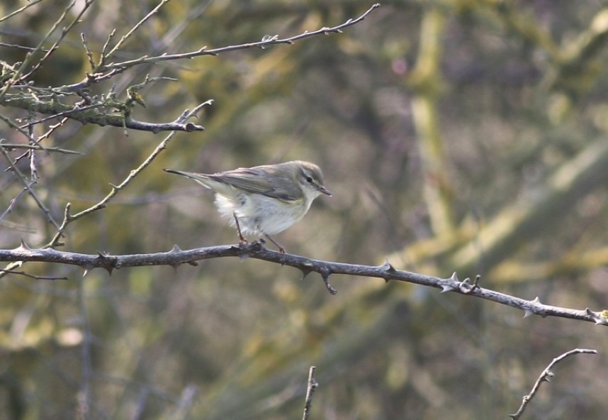  Willow Warbler Filey © Mark Pearson 