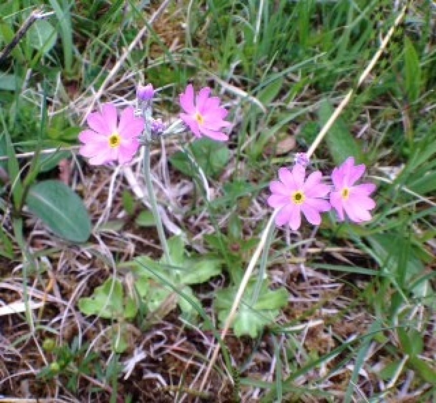 Bird's-eye Primrose © Richard Baines
