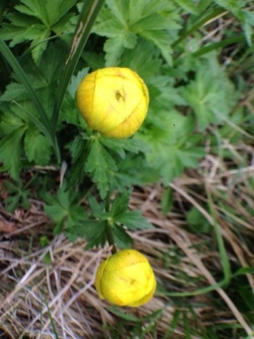 Globeflower © Richard Baines