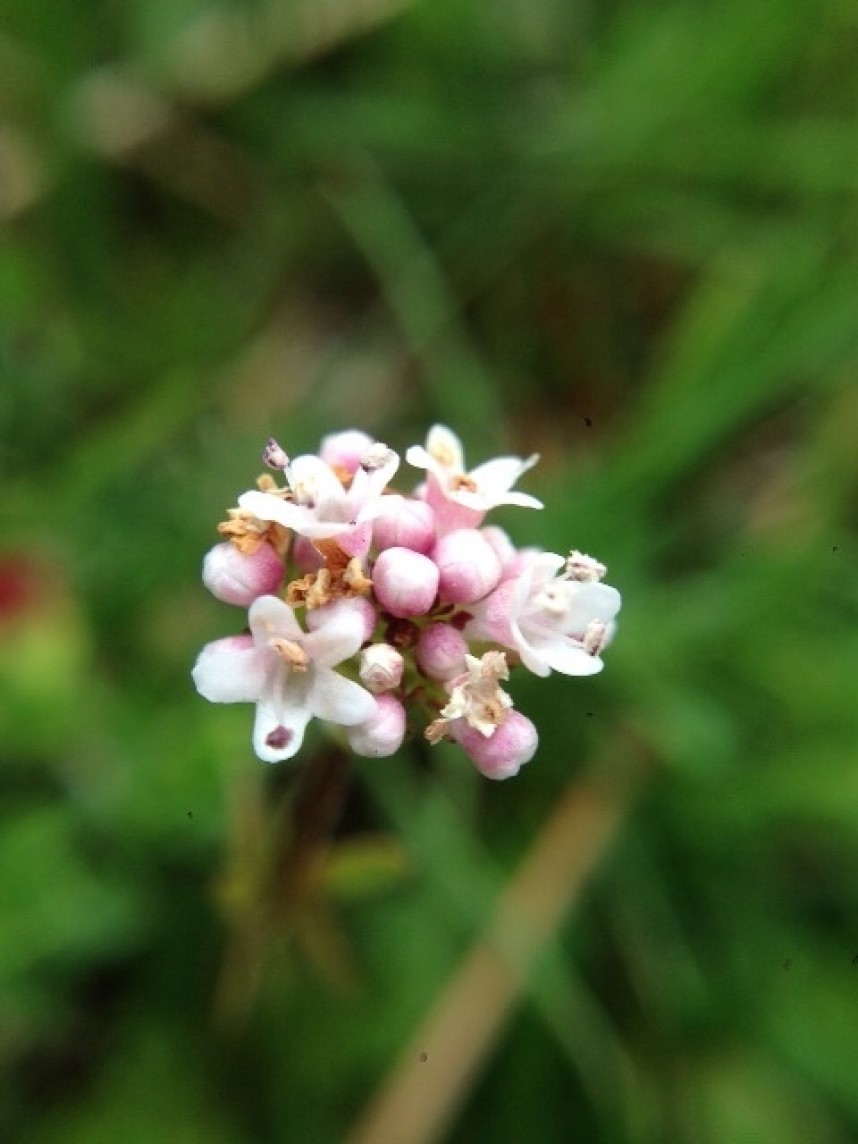 Marsh Valerian © Richard Baines