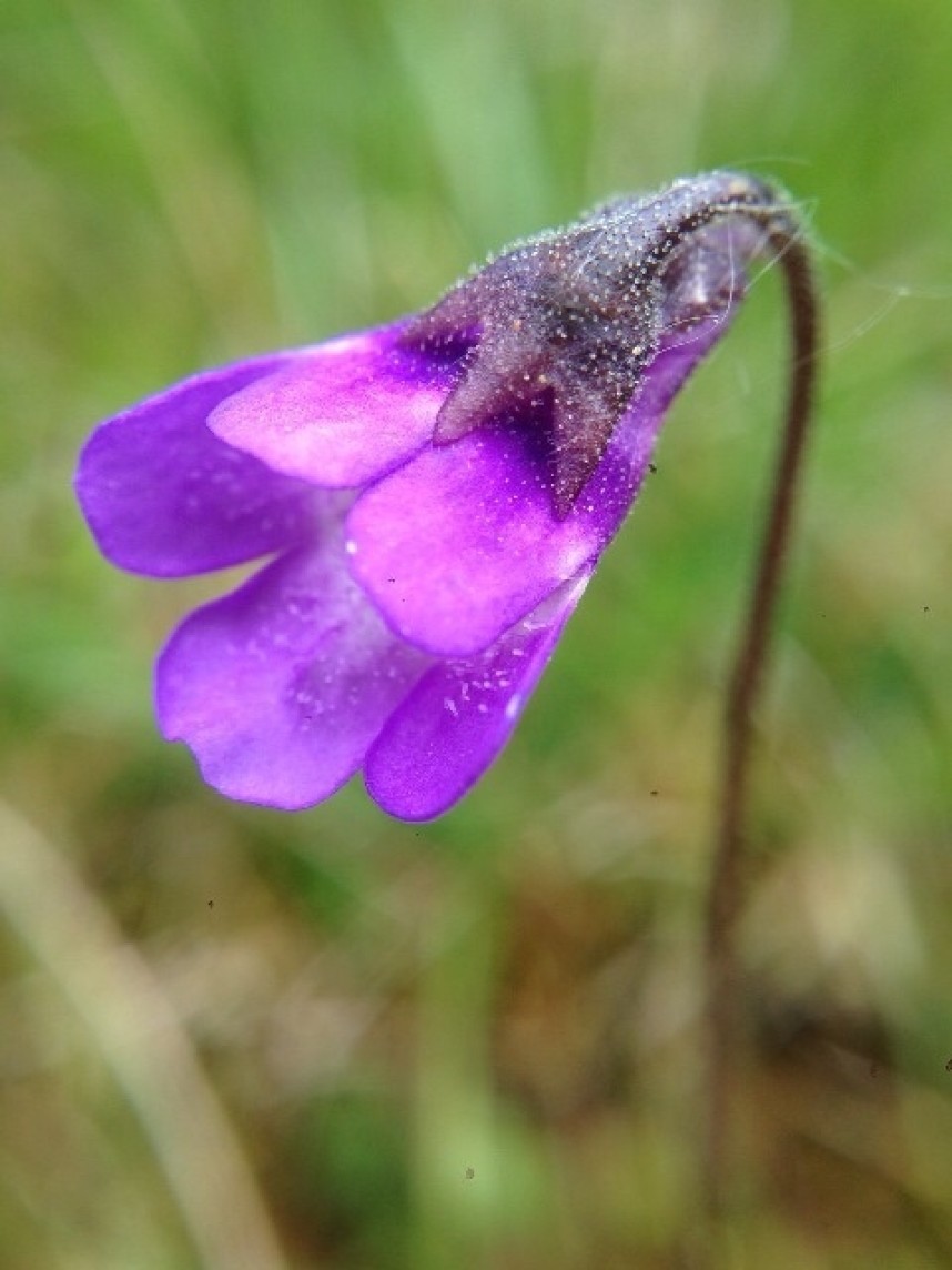  Butterwort © Richard Baines