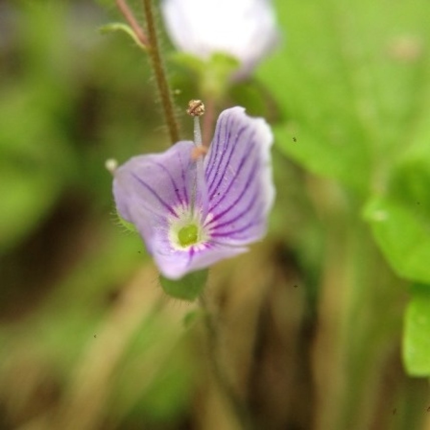Wood Speedwell © Richard Baines