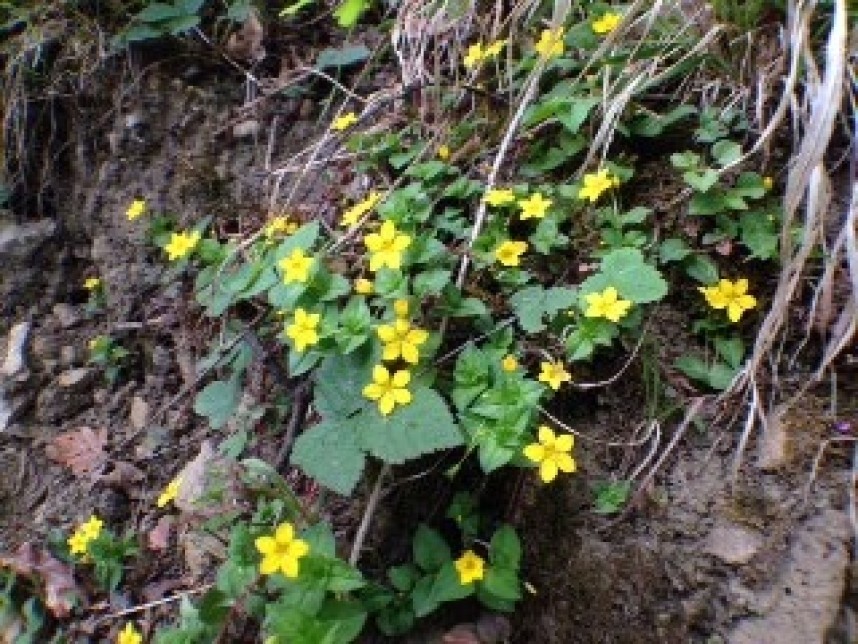 Yellow Pimpernel © Richard Baines