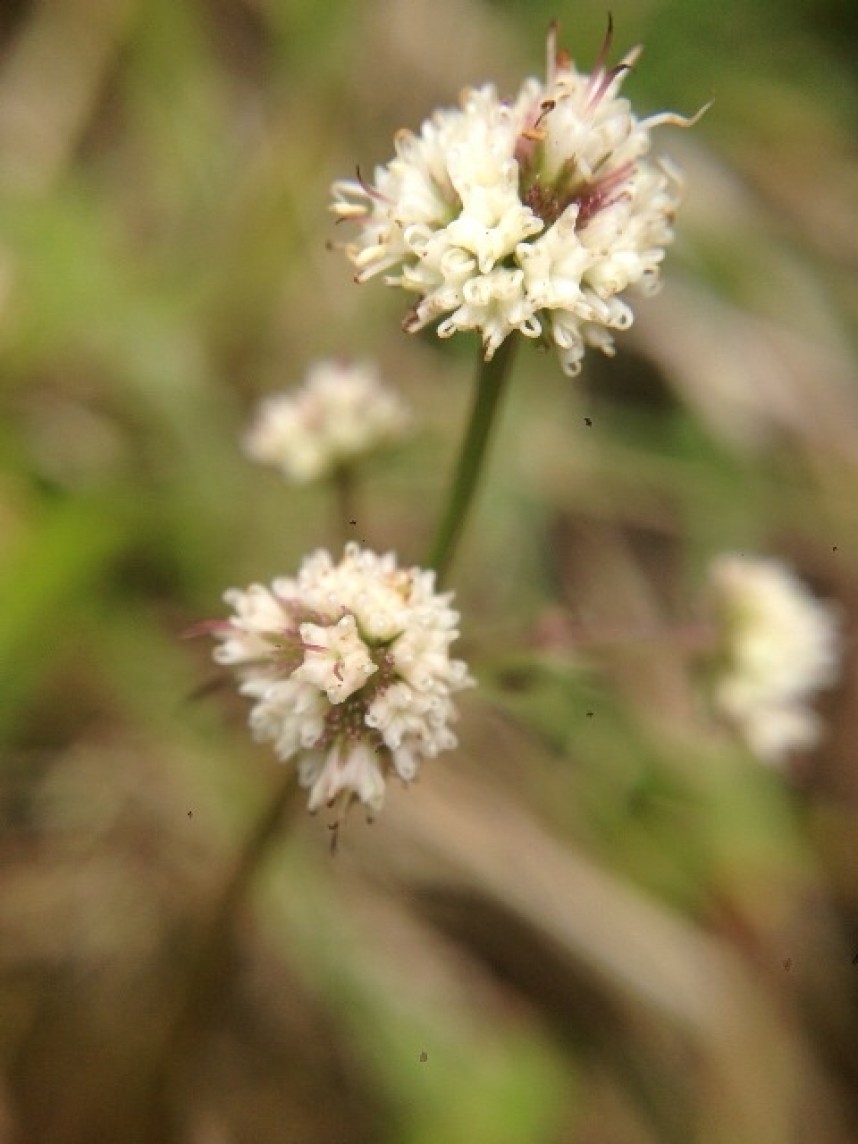 Sanicle © Richard Baines