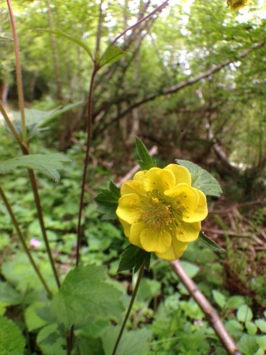 Wood x Water Avens © Richard Baines