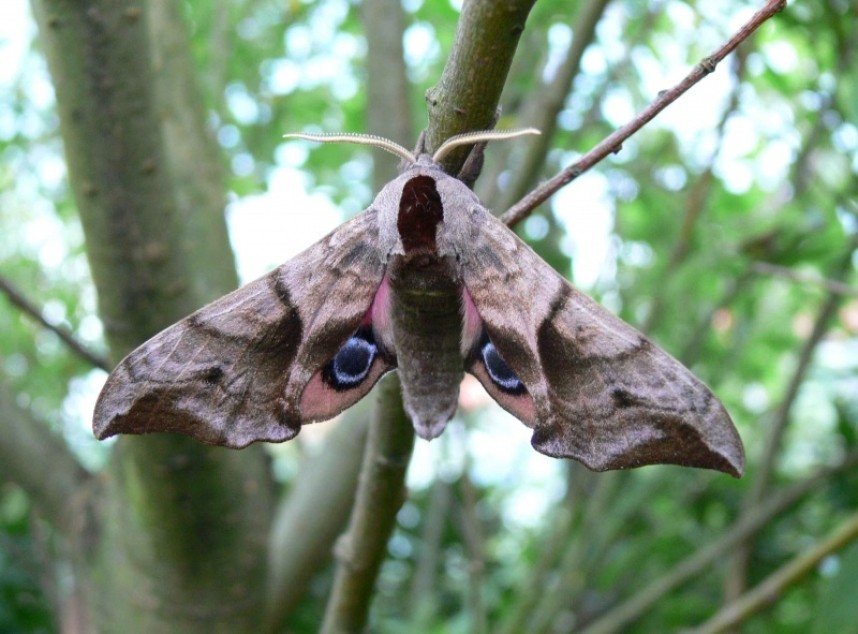  Eyed Hawk Moth © Richard Baines
