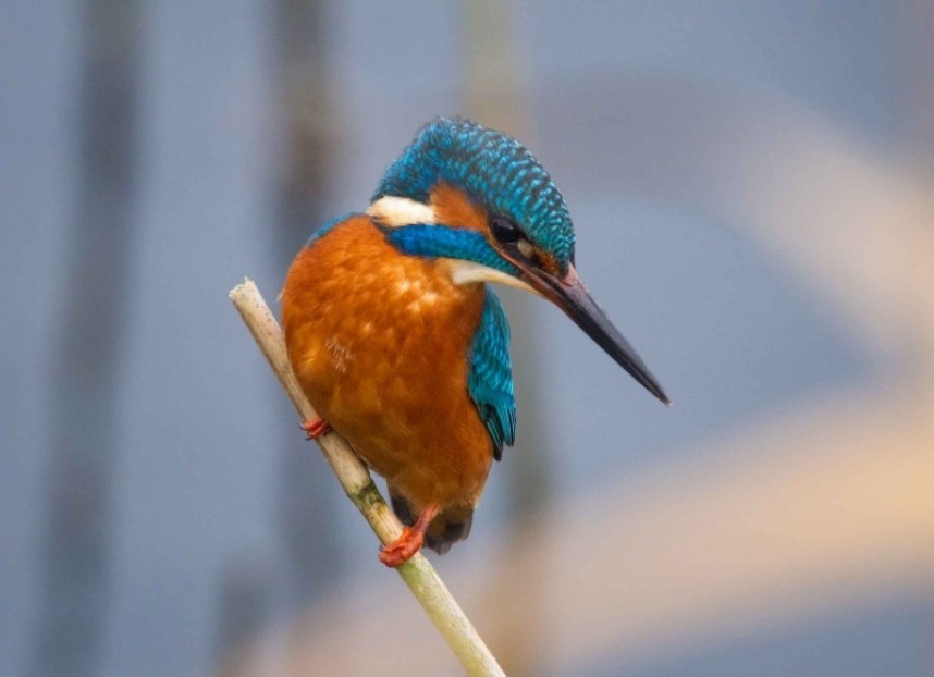  Common Kingfisher © Tony Mclean