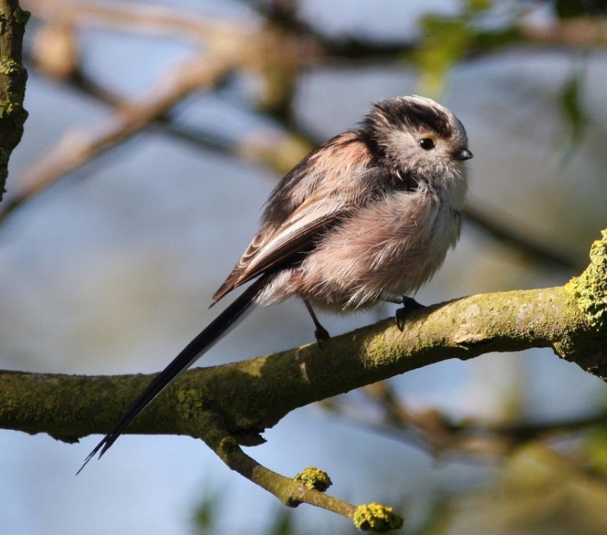  Long-tailed Tit © Mark Pearson
