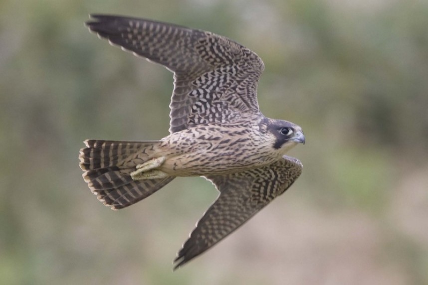 Juvenile Peregrine Falcon © Steve Race