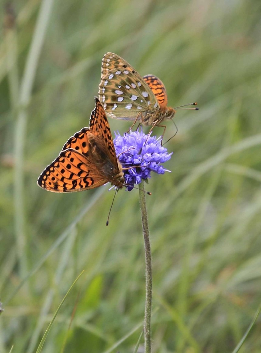 Dark Green Fritillary © Richard Baines