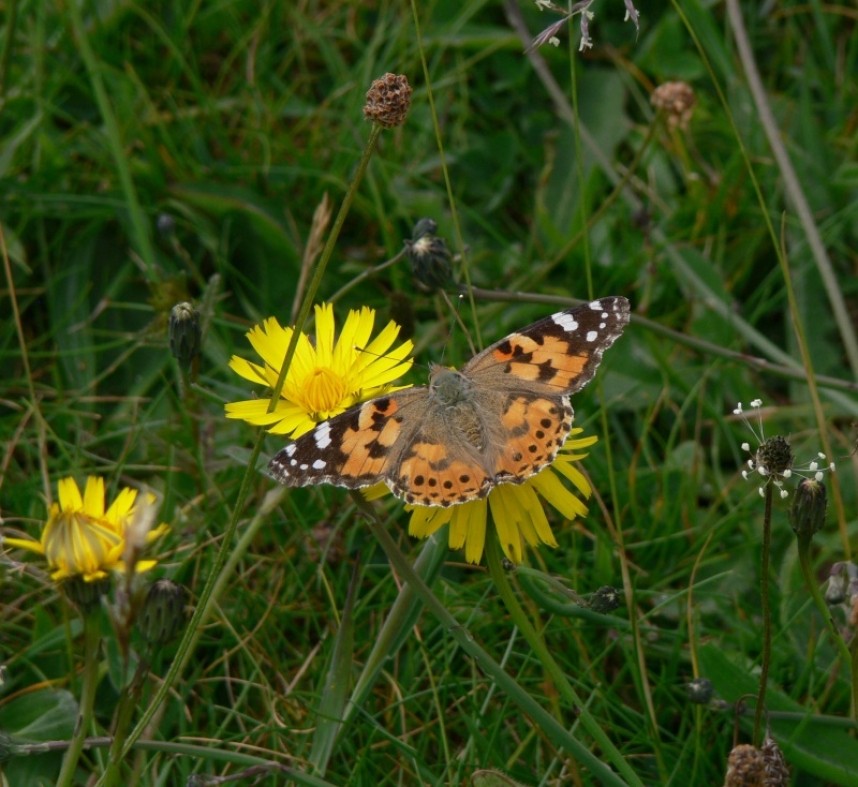 Painted Lady © Richard Baines