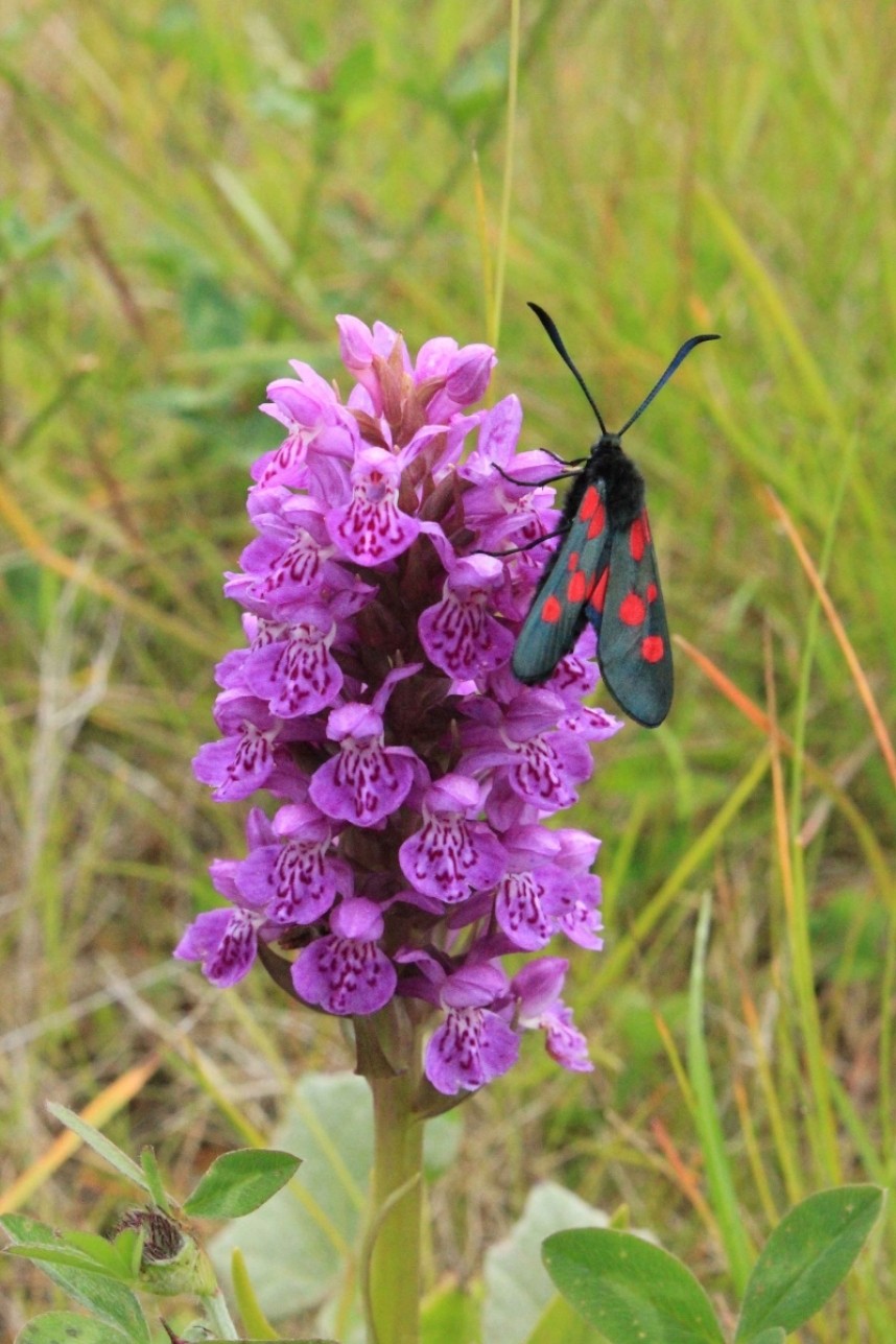Six Spot Burnet © Kelly Rosier