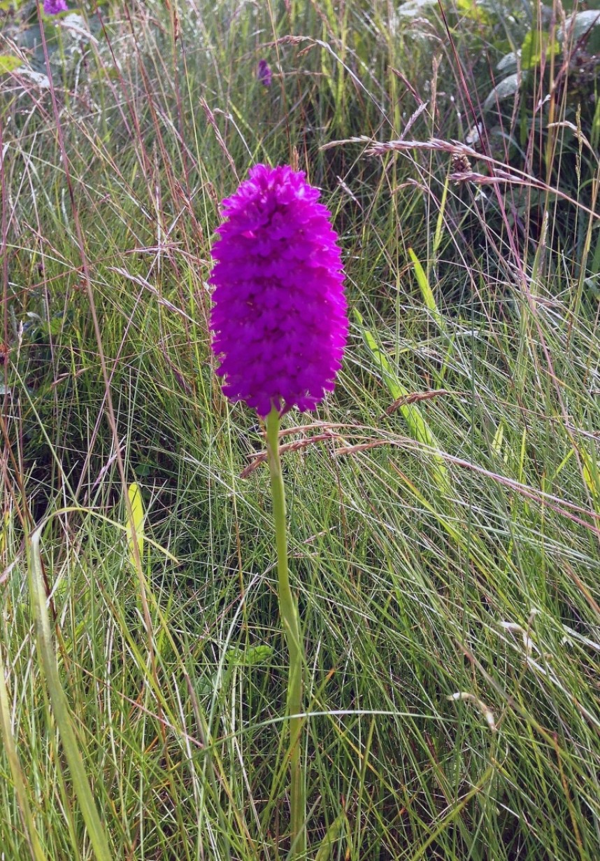 Pyramidal Orchid © Richard Baines