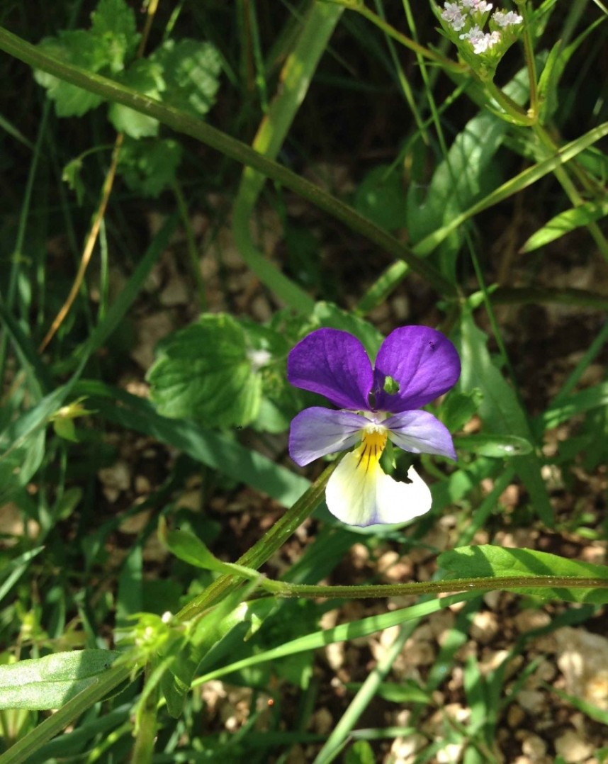 Heartsease © Richard Baines