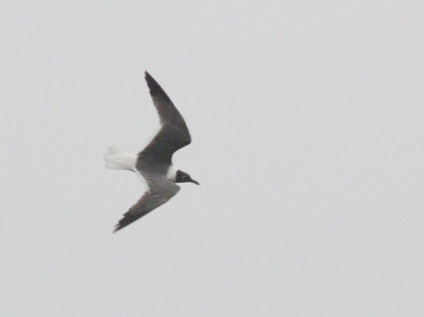  Laughing Gull © Tim Jones 