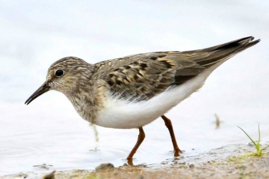 Temmincks Stint © Andy Hood