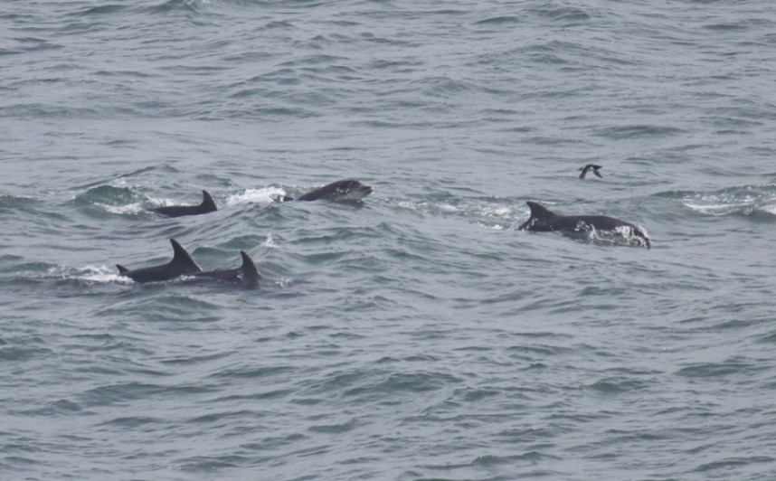  Bottle-nosed Dolphins © Lee Johnson 