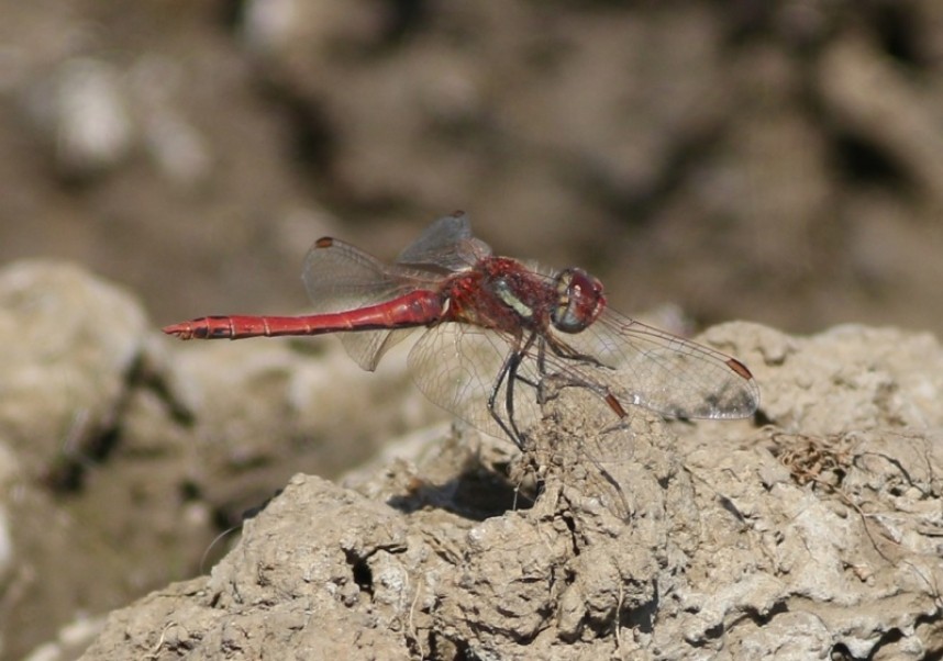 Red-veined Darter © Mark Pearson