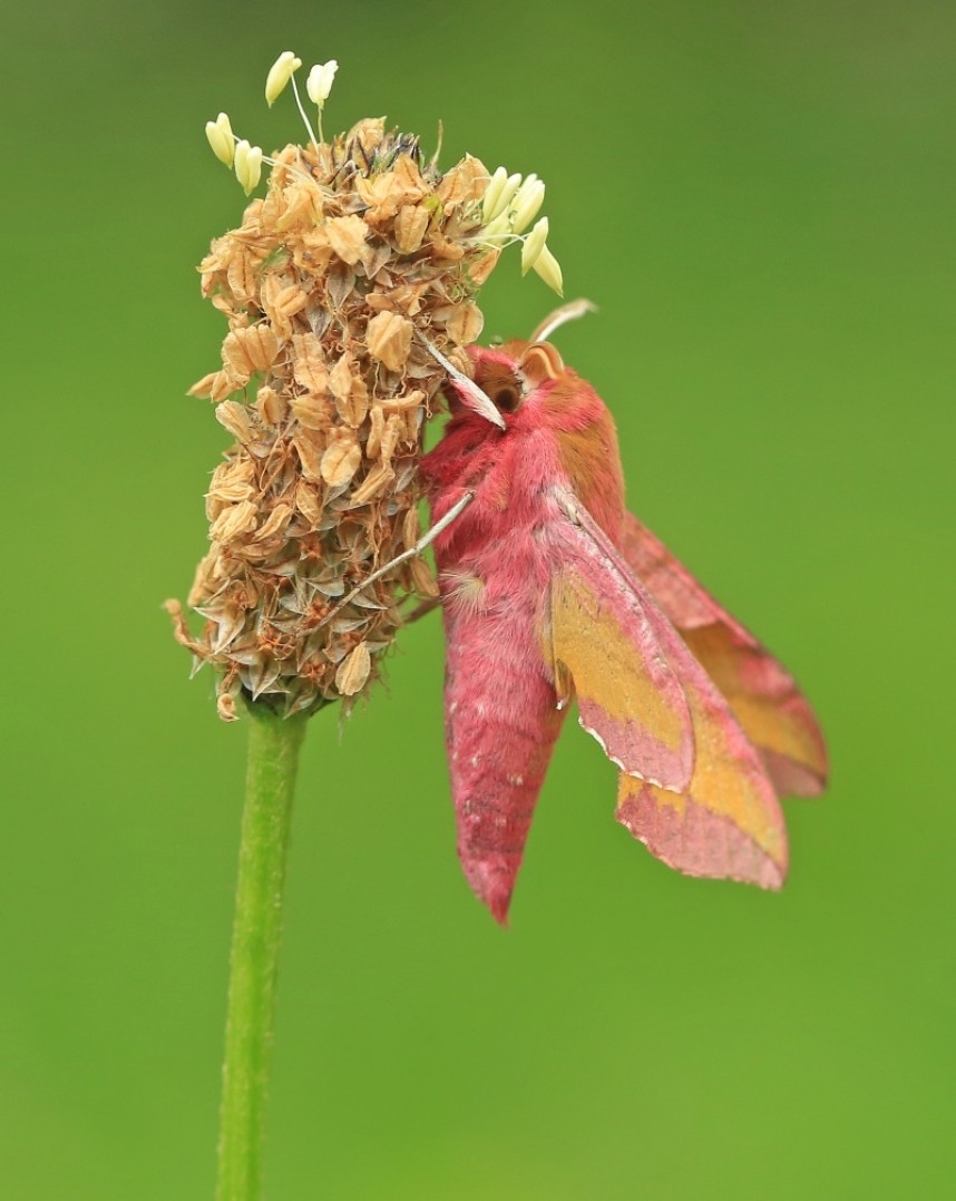 Small Elephant Hawk-moth © Dan Lombard