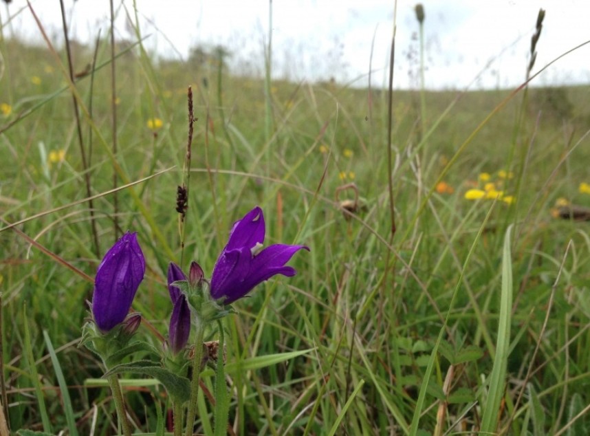  Autumn Gentian © Richard Baines