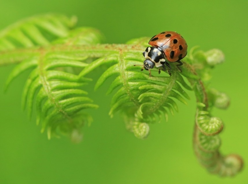  Eyed Ladybird © Dan Lombard 