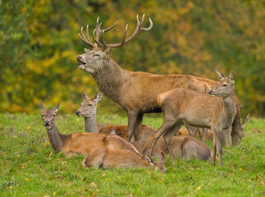 Red Deer - Steve Race ©