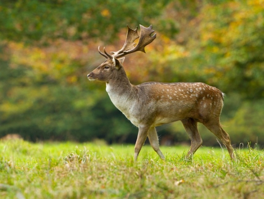  Fallow Deer - Steve Race ©