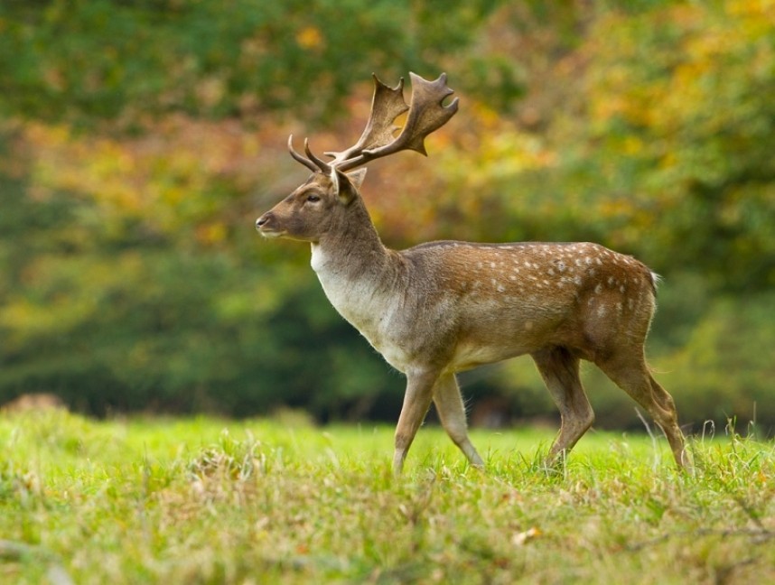 Fallow Deer - Steve Race ©