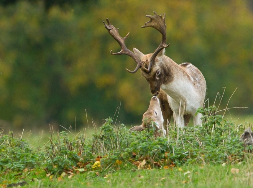  Fallow Deer - Steve Race ©
