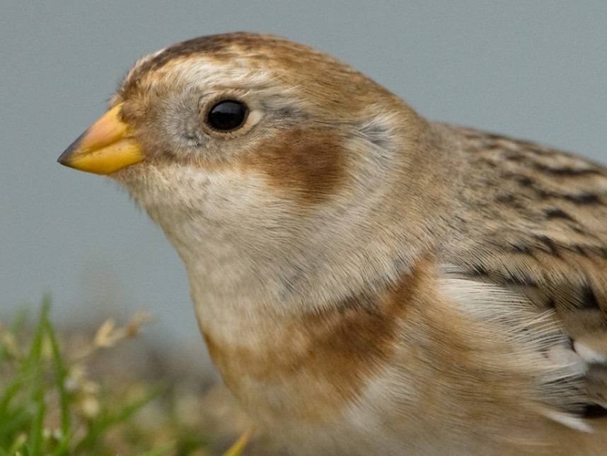 Snow Bunting © Steve Race