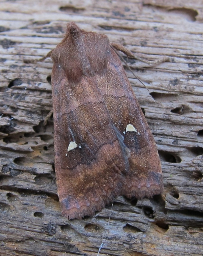 Satellite © Richard Baines