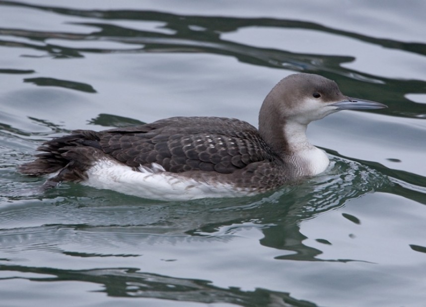 Black-throated Diver © Steve Race