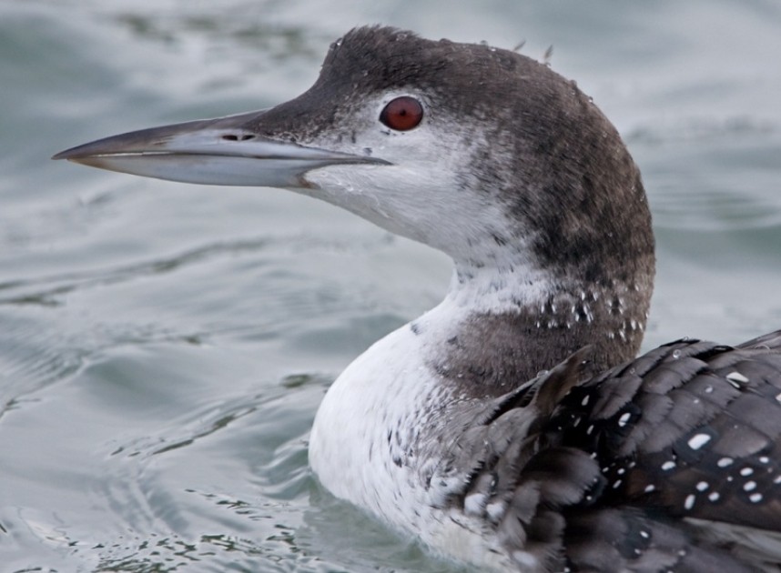  Great Northern Diver © Steve Race